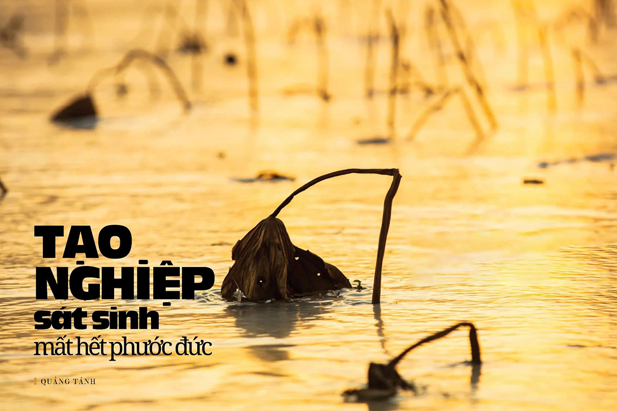 Tạo Nghiệp Sát Sinh Mất Hết Phước Đức